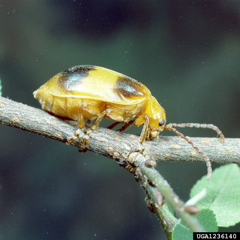 Pyrrhalta luteola Bugwoodwiki
