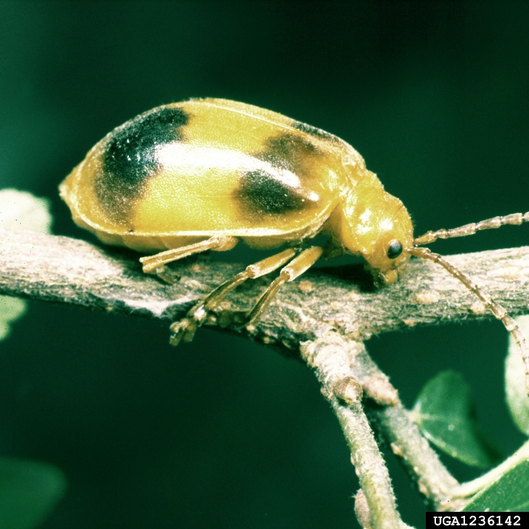 larger elm leaf beetle (Monocesta coryli)