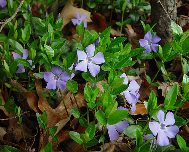 common periwinkle (Vinca minor)