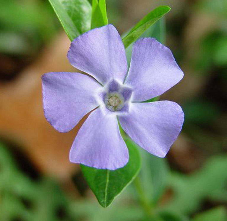 common periwinkle (Vinca minor)