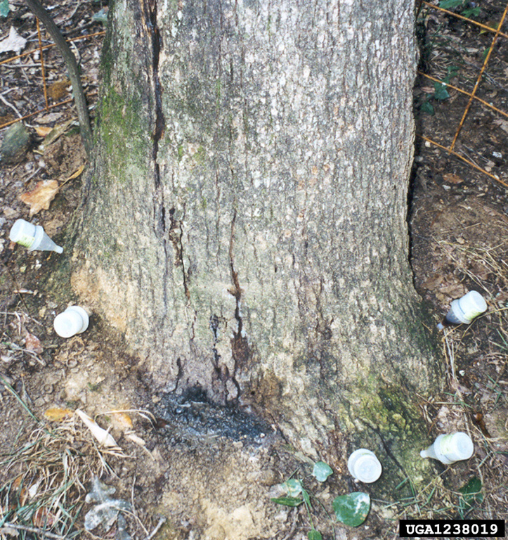 bacterial wetwood (Enterobacter nimipressuralis ) on post oak (Quercus