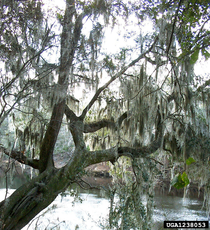 Spanish moss (Tillandsia usneoides)