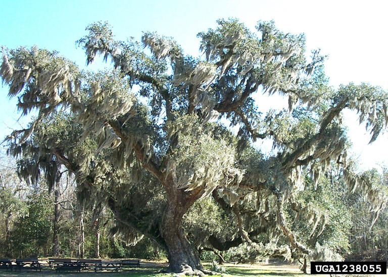 Spanish moss (Tillandsia usneoides)