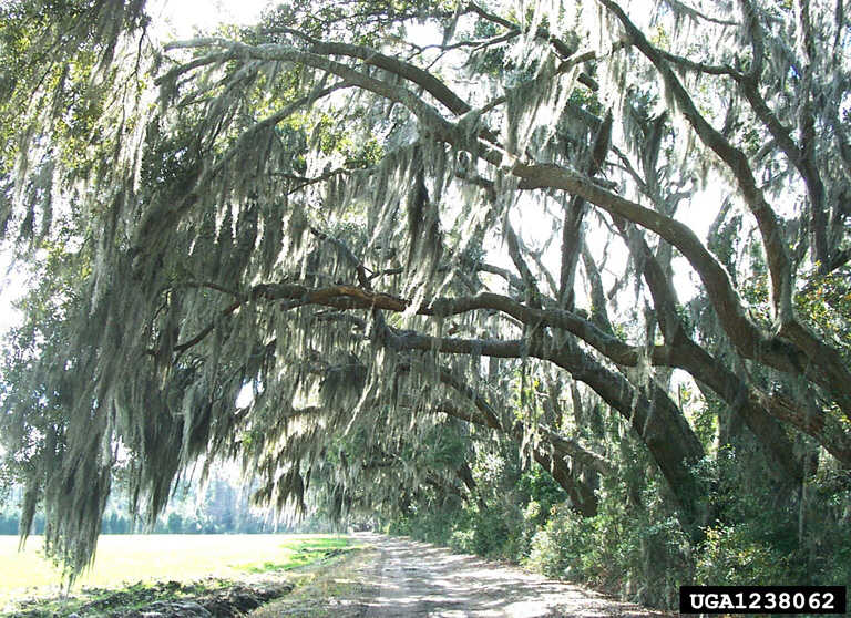 Spanish moss (Tillandsia usneoides)