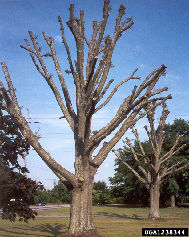 water oak (Quercus nigra)