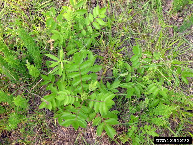 false poison sumac (Rhus michauxii Sarg.)