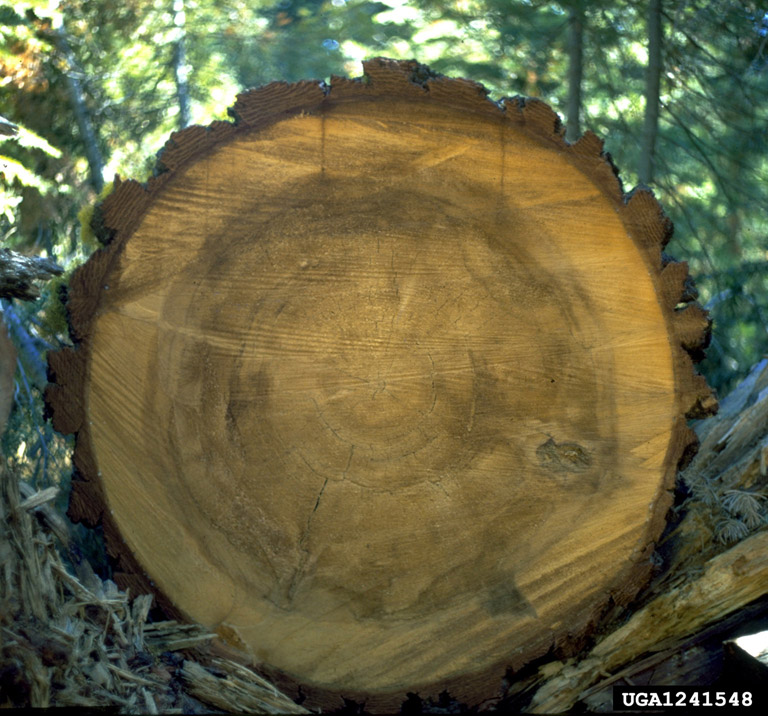 indian paint fungus (Echinodontium tinctorium)