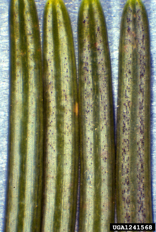 Susan K. Hagle, USDA Forest Service,  Bugwood.org Pseudothecia on underside of needles ranging from lightly infected (left) to heavily infected (right).