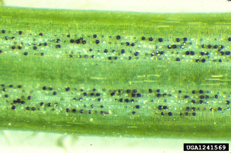 Close-up of pseudothecia on underside of needle.