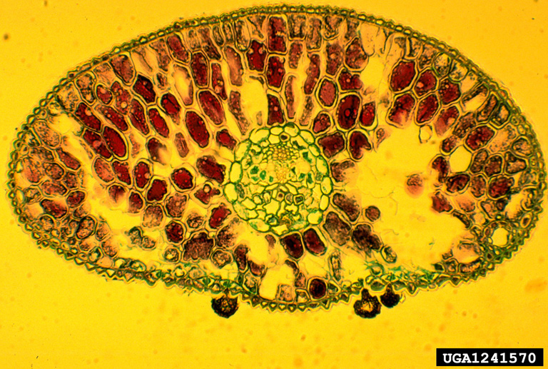 Micrograph of needle cross section with pseudothecia emerging from stomata on underside.