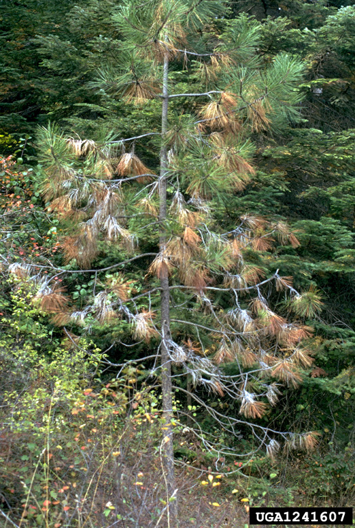 pine needle cast (Lophodermium nitens)
