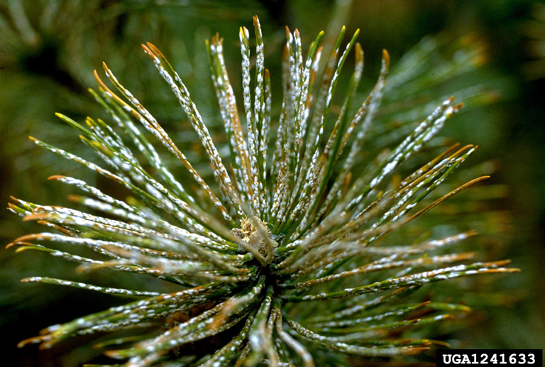 pine needle scale (Chionaspis pinifoliae)