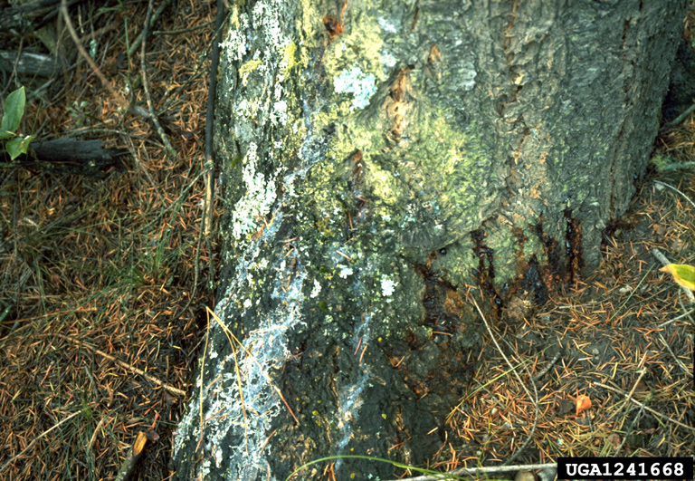 Armillaria root rot (Armillaria solidipes ) on Douglasfir (Pseudotsuga menziesii ) 1241668