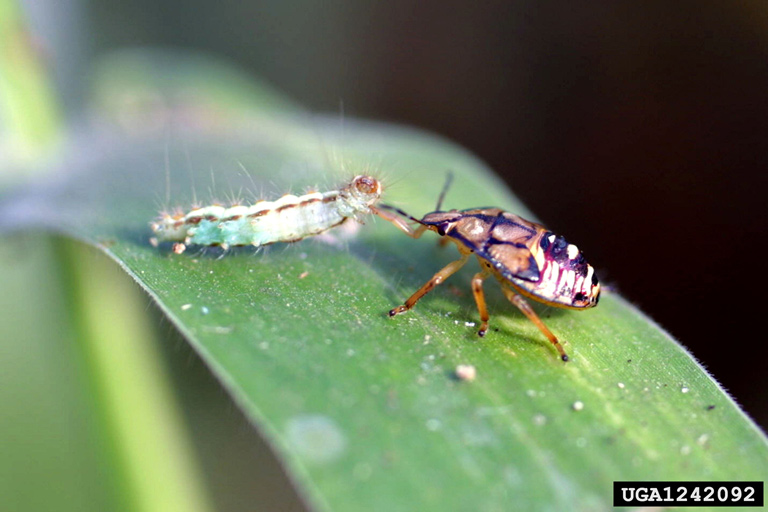 spined soldier bug (Podisus maculiventris)