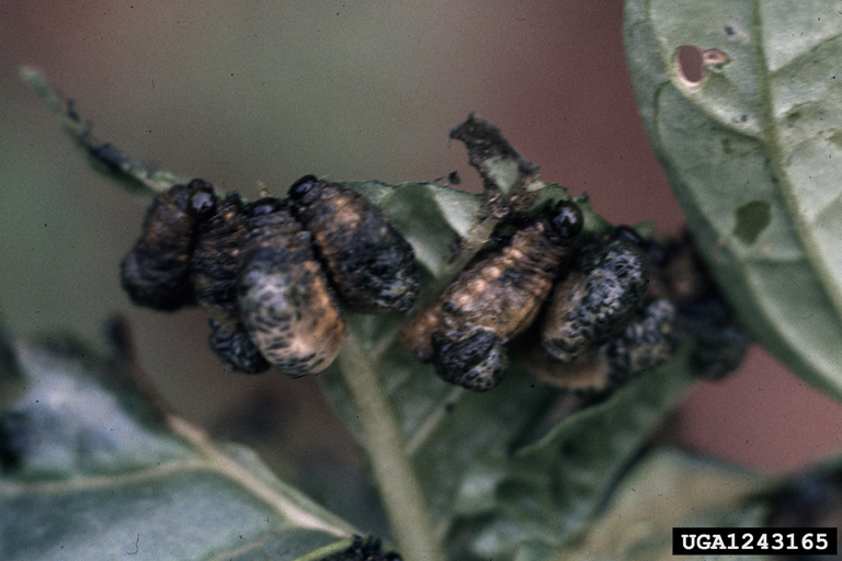 tomatillo leaf beetle (Lema trivittata)