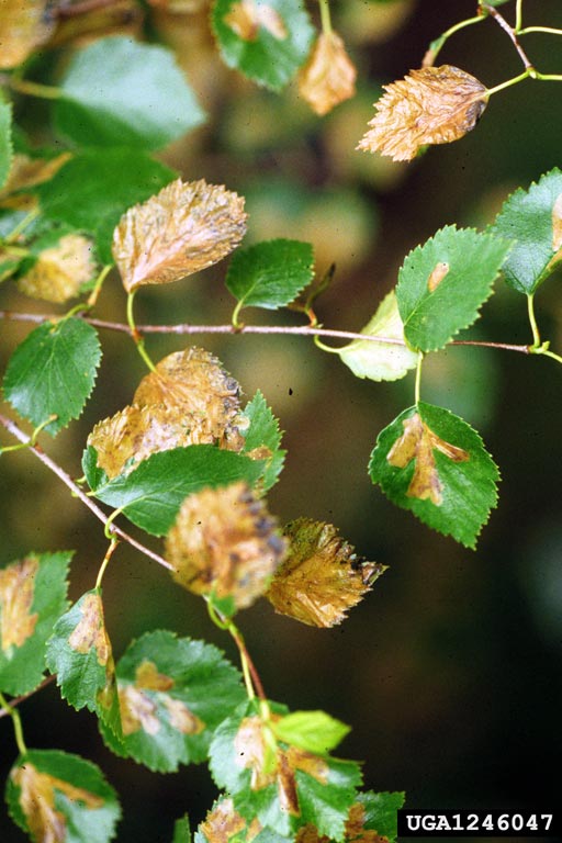 birch leafminer (Fenusa pusilla)