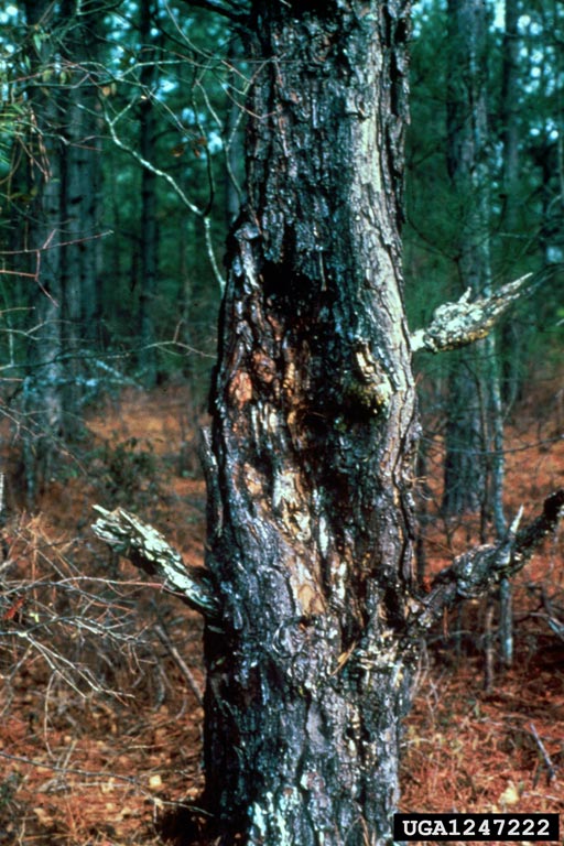 fusiform rust (Cronartium quercuum f.sp. fusiforme)