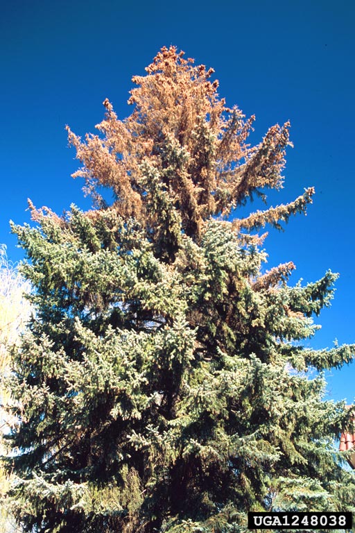 blue spruce engraver (Ips hunteri Swaine, 1917)