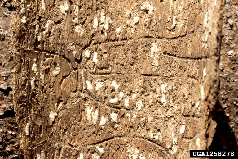 Atlas/Pityokteines curvidens Bugwoodwiki