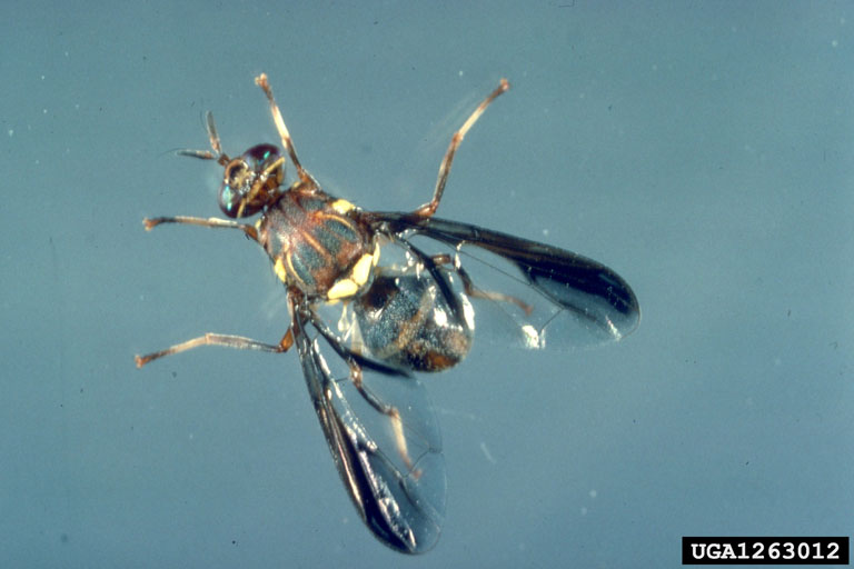 melon fly, Zeugodacus cucurbitae (Diptera Tephritidae) 1263012