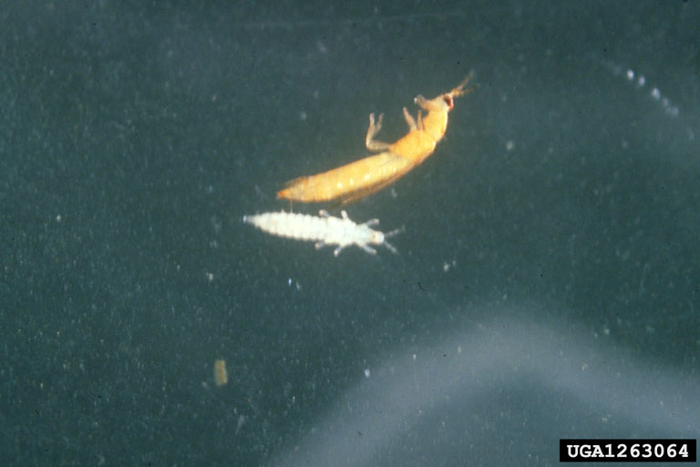 melon thrips (Thrips palmi)