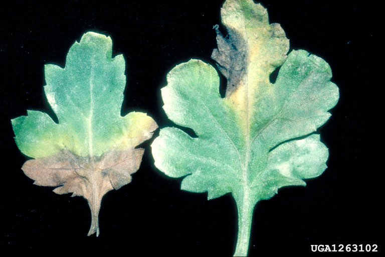 bacteria wilt and soft rot (Dickeya chrysanthemi ) on chrysanthemum