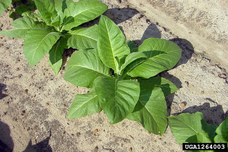 flue cured tobacco flue-cured tobacco (Nicotiana tabacum (flue-cured type) L.)