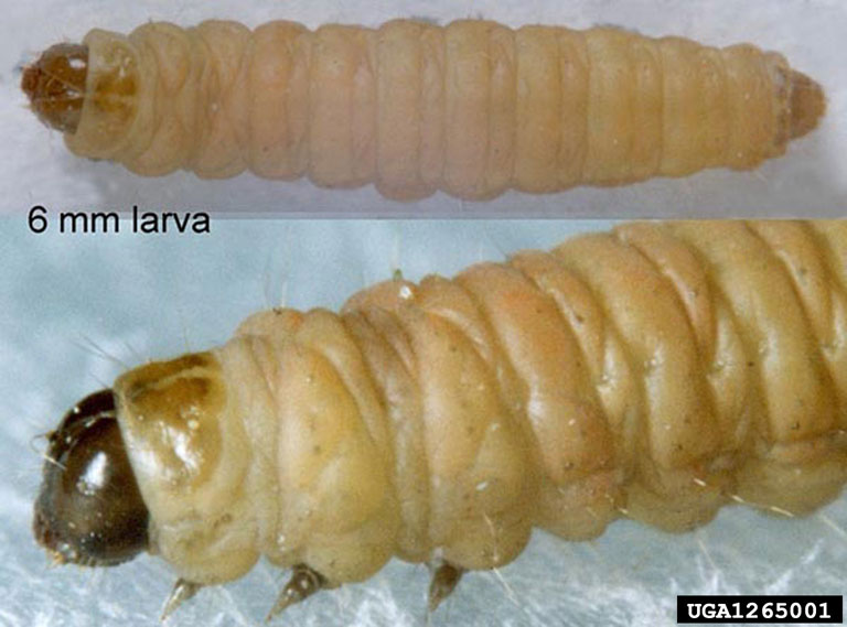 apple fruit moth (Argyresthia conjugella)