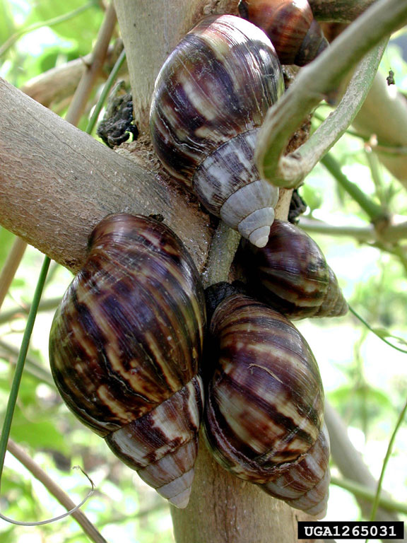 giant East African snail, Achatina fulica (Stylommatophora Achatinidae