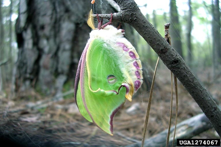 Actias Luna Bugwoodwiki