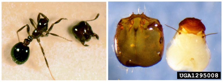 fire ant decapitating flies (Genus Pseudacteon Coquillett 1907)