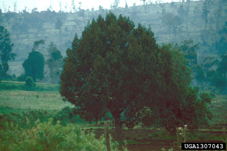African juniper (Juniperus procera)