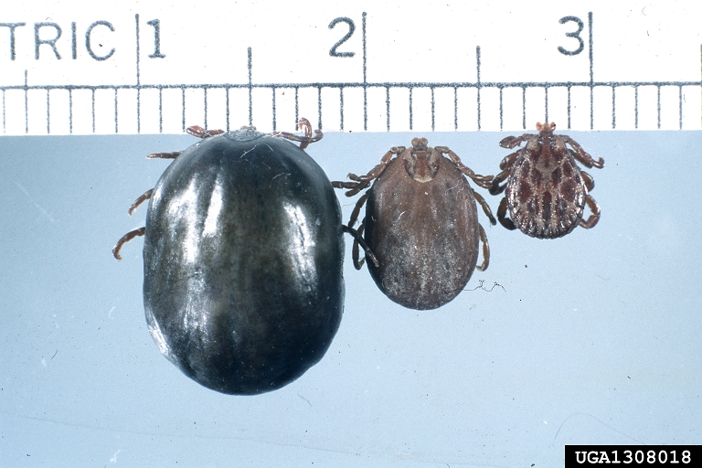 sheep tick (Dermacentor marginatus)