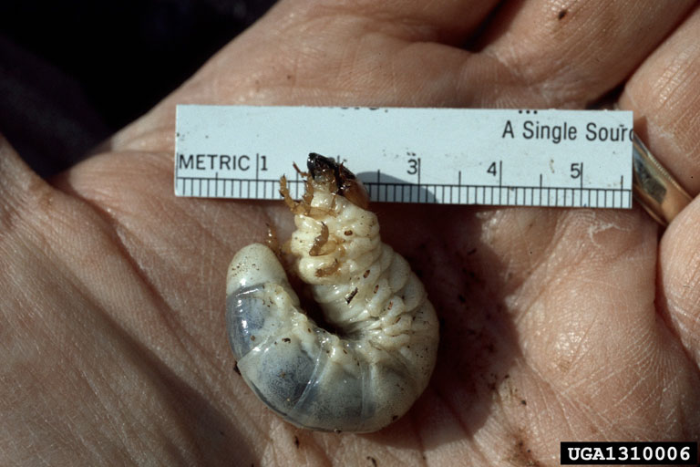 stag beetles (Family Lucanidae)