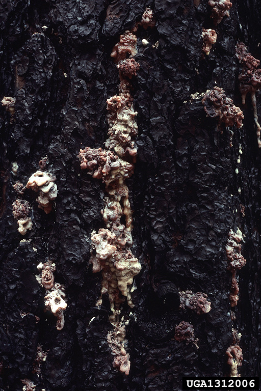 red turpentine beetle (Dendroctonus valens)