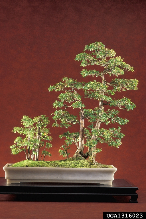 pauper's-tea (Sageretia thea (Osbeck) M.C. Johnston)