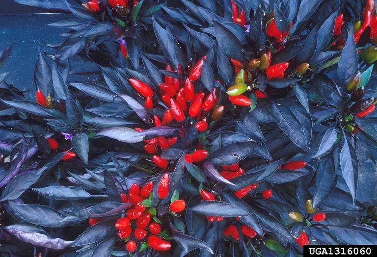 pepper (Genus Capsicum)