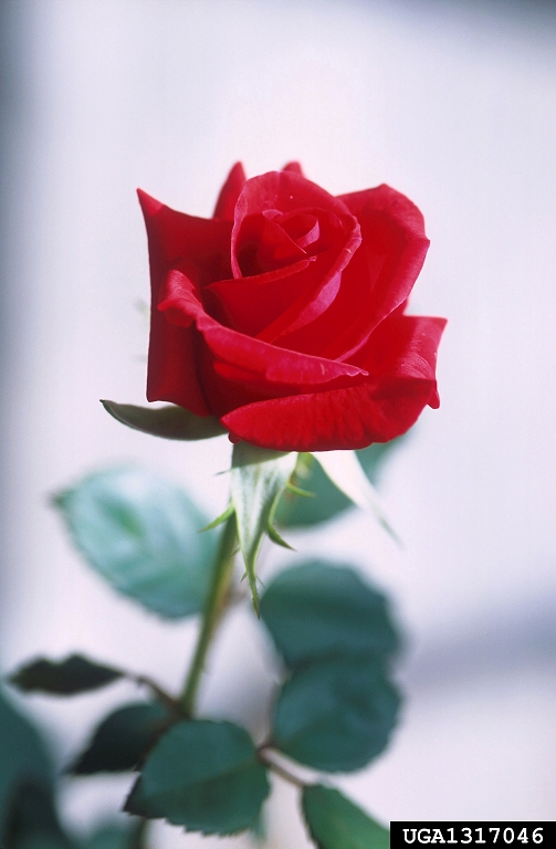 rose (Genus Rosa)