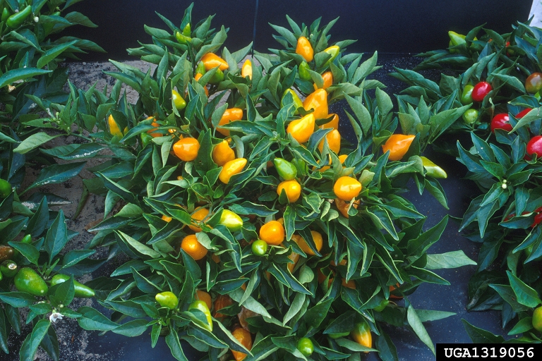 pepper (Genus Capsicum)