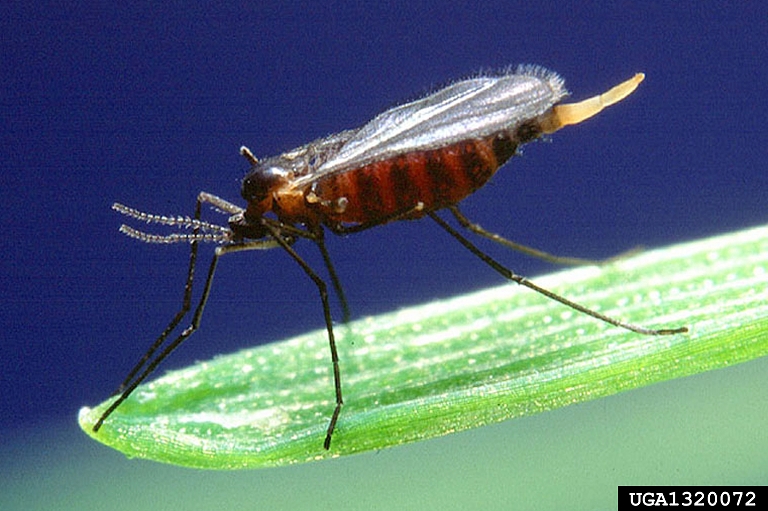 Hessian fly, Mayetiola destructor (Diptera Cecidomyiidae