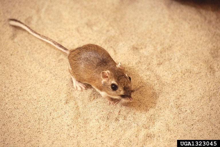 kangaroo rats, (Rodentia Heteromyidae) 1323045