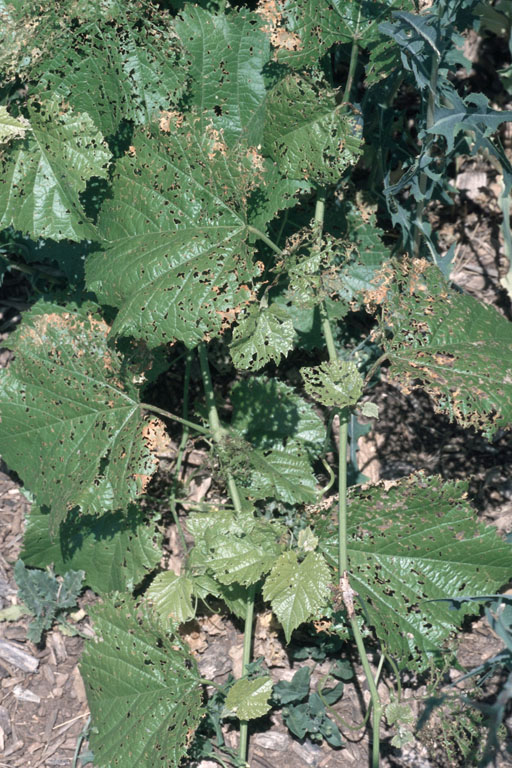 apple flea beetle (Altica foliaceae LeConte, 1858)