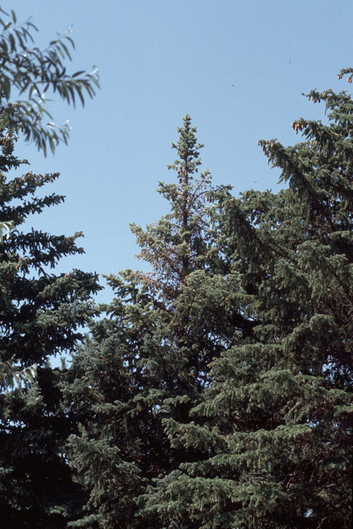 blue spruce engraver (Ips hunteri)