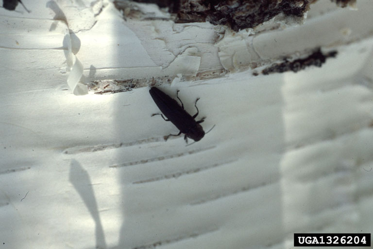 bronze birch borer (Agrilus anxius)