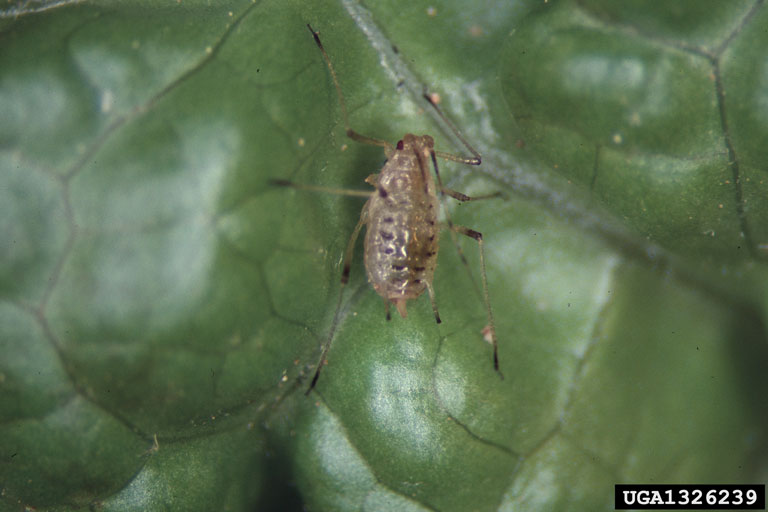currentlettuce aphid (Nasonovia ribisnigri)