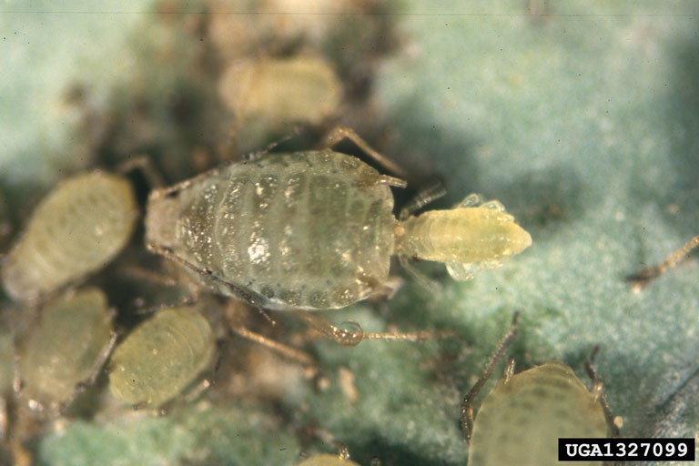 mustard aphid (Lipaphis erysimi ) on cabbage (Brassica oleracea var. capitata) 1327099
