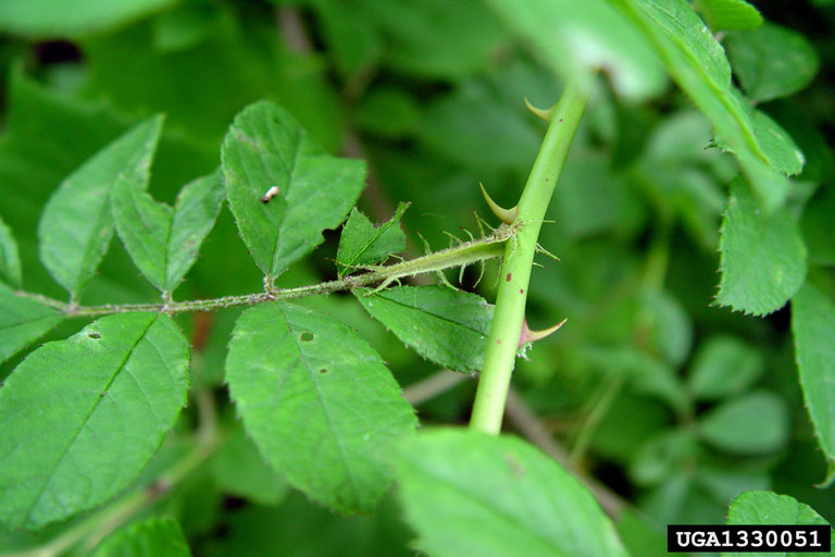 multiflora rose, Rosa multiflora (Rosales Rosaceae) 1330051