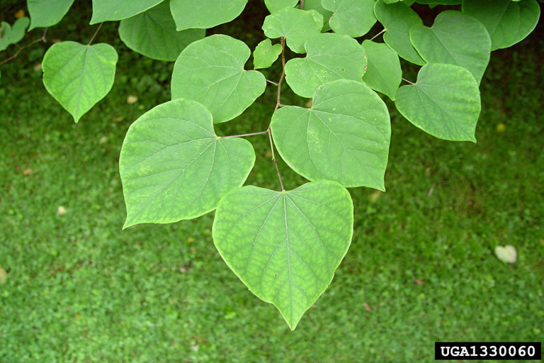 eastern redbud (Cercis canadensis)