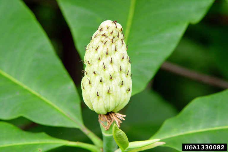 umbrella magnolia (Magnolia tripetala)