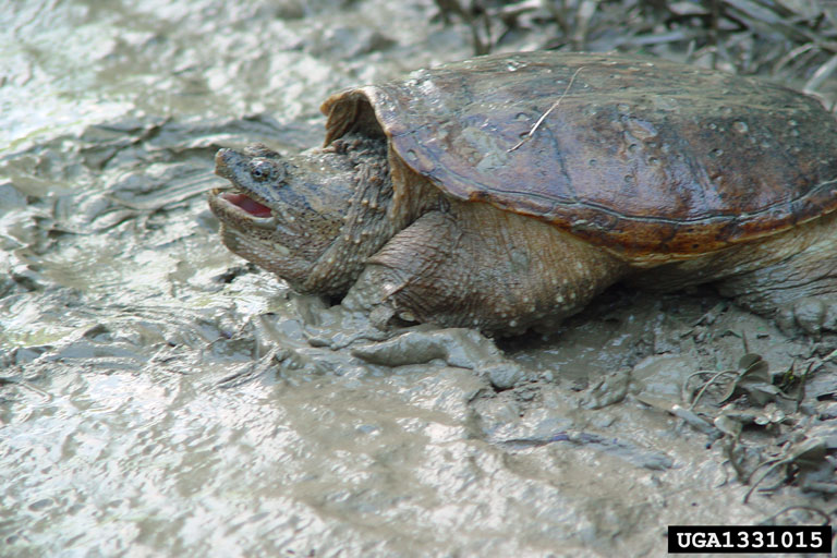 common snapping turtle (Chelydra serpentina (Linnaeus, 1758))